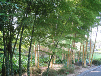皇居の竹林